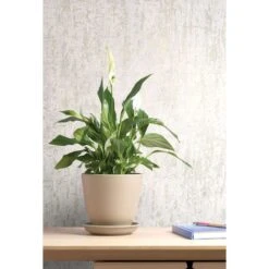 Dutch Wallcoverings - Indulgence Urban Loft Texture Pearl-0,53x10,05m -Woninginrichting Winkel 1000019160 0103